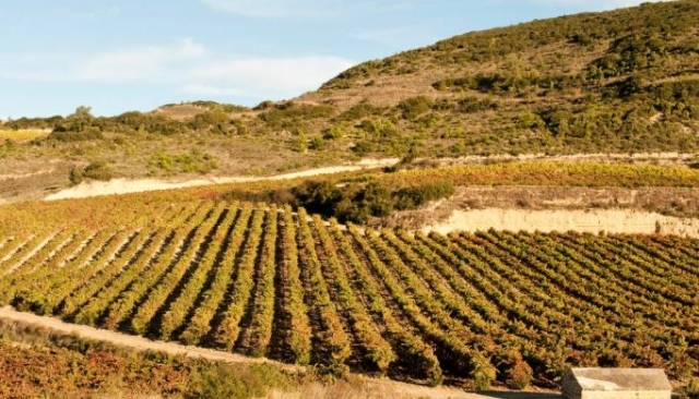 vinedo natural en un dia despejado